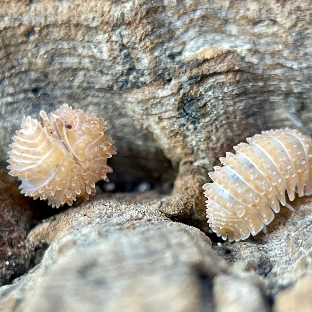 Cristarmadillidium Muricatum Pineapple Isopods Isopod Depot