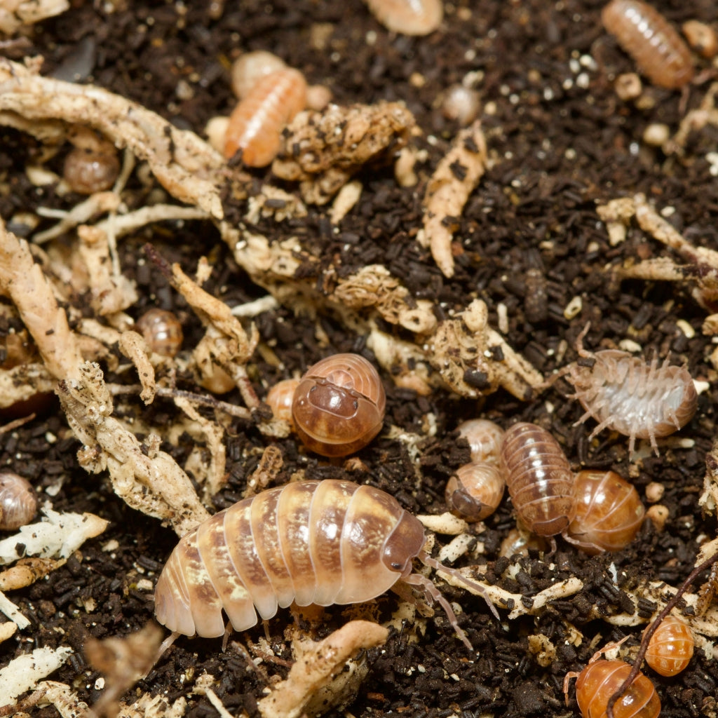Armadillidium Vulgare St. Lucia Isopods Isopod Depot