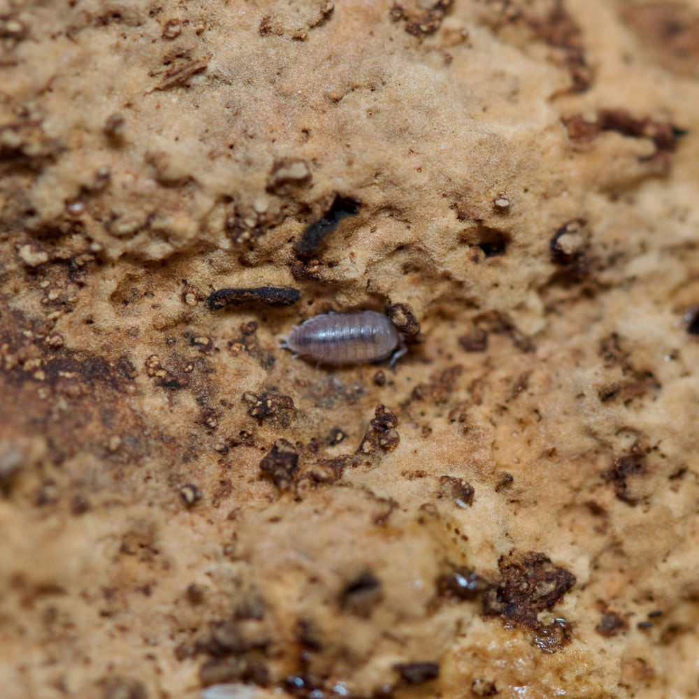 Trichoniscus Sp. Dwarf Purple Isopods