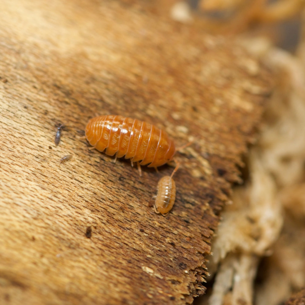 Armadillidium Vulgare Sunset Isopods – Isopod Depot