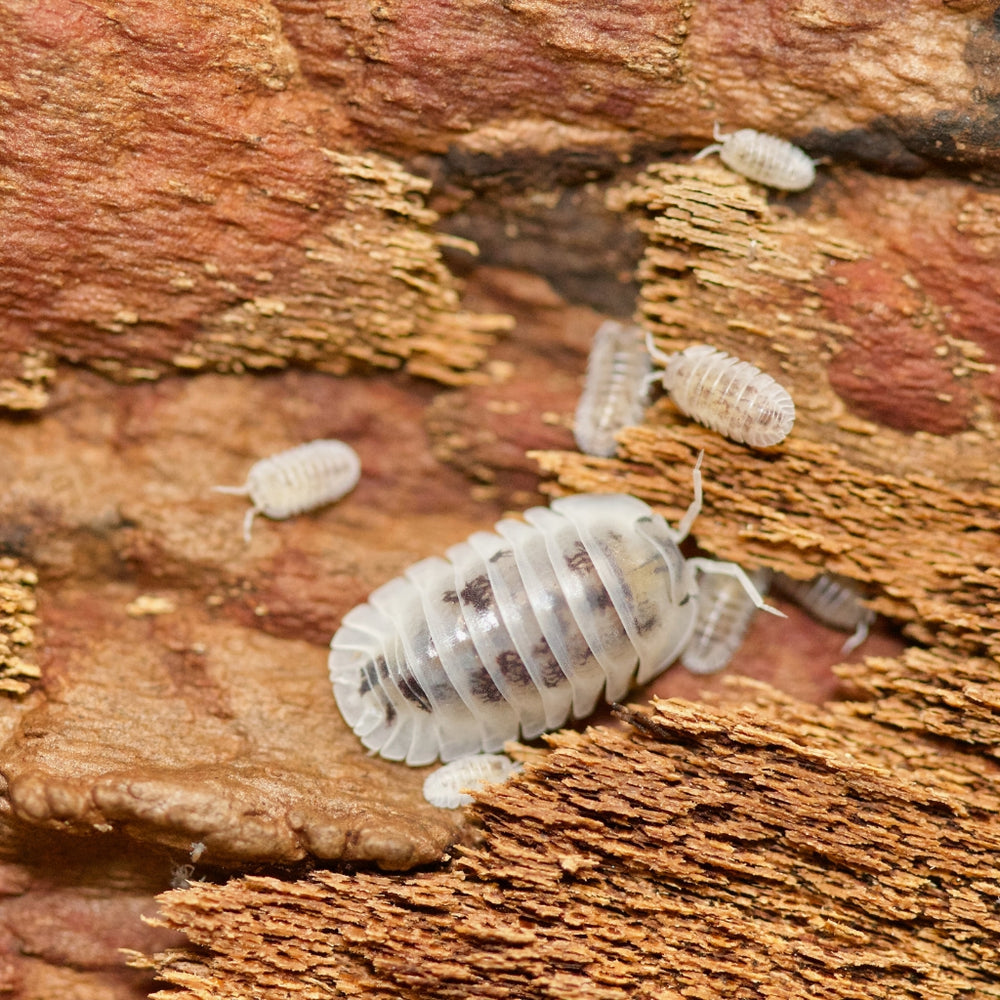 Nesodillo Arcangelii Shiro Utsuri Isopods – Isopod Depot