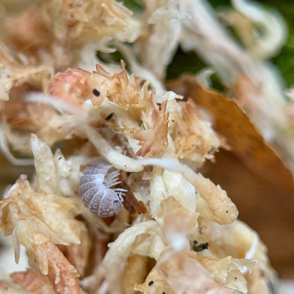 
                  
                    Ctenorillo Sp Boqueron Puerto Rico Spiky Isopods
                  
                