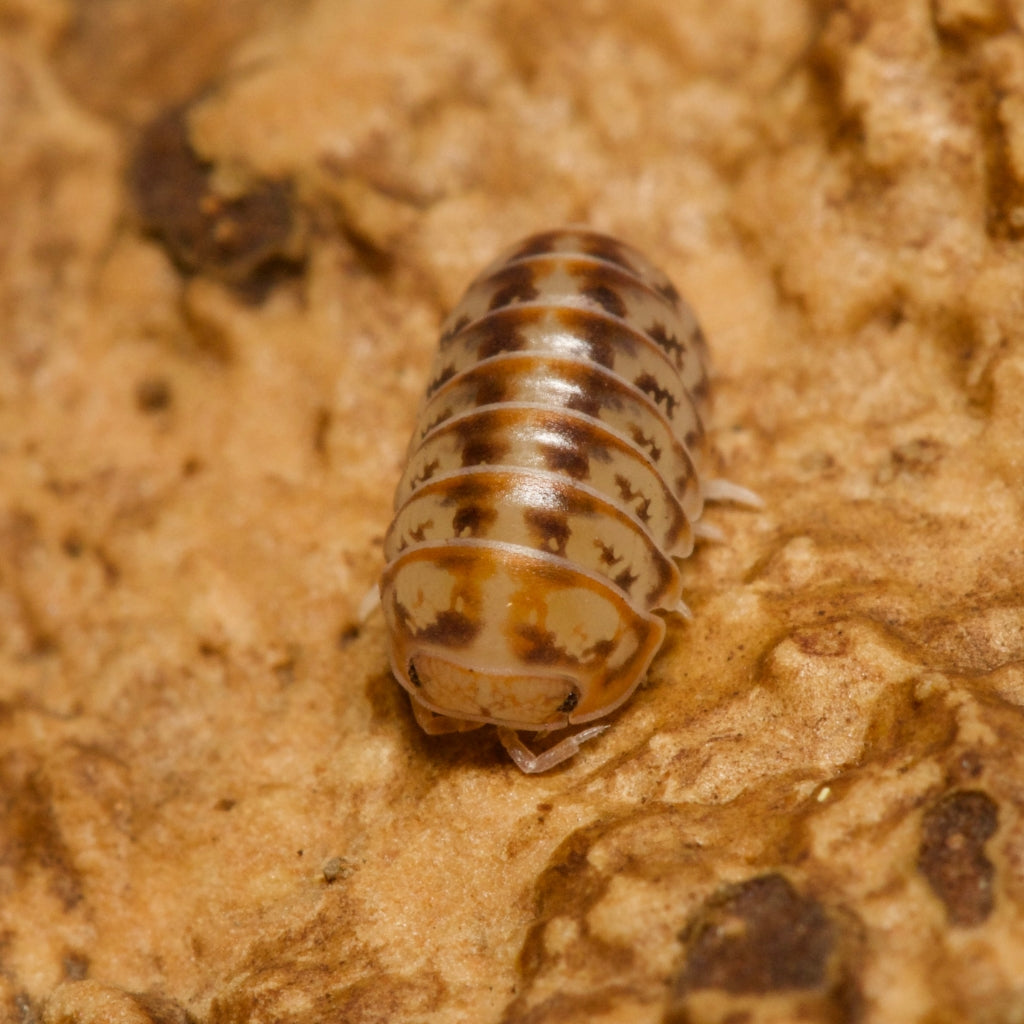Dwarf Isopods – Isopod Depot