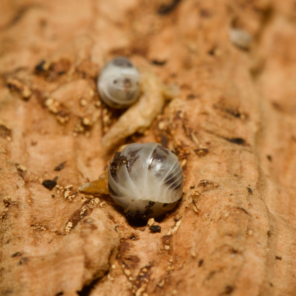 Venezillo Parvus Dalmatian Isopods