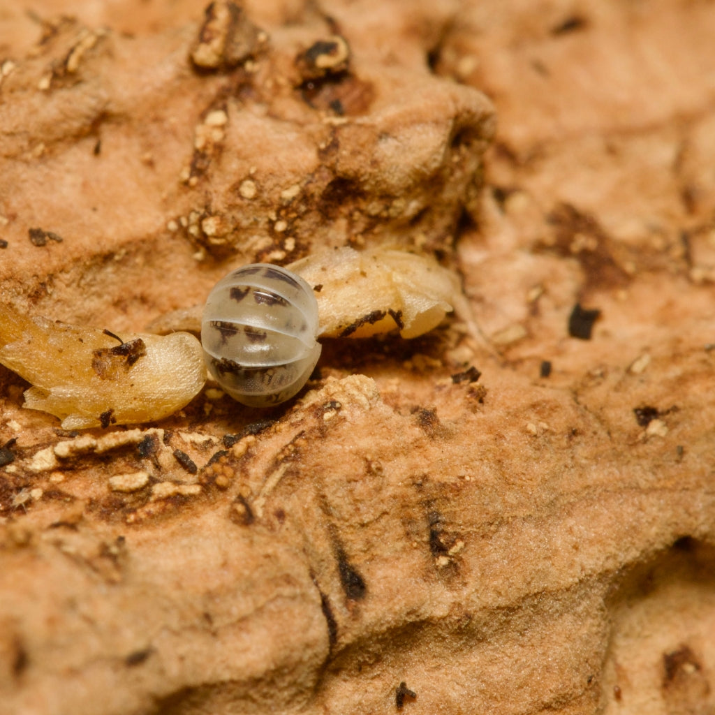 
                  
                    Venezillo Parvus Dalmatian Isopods
                  
                