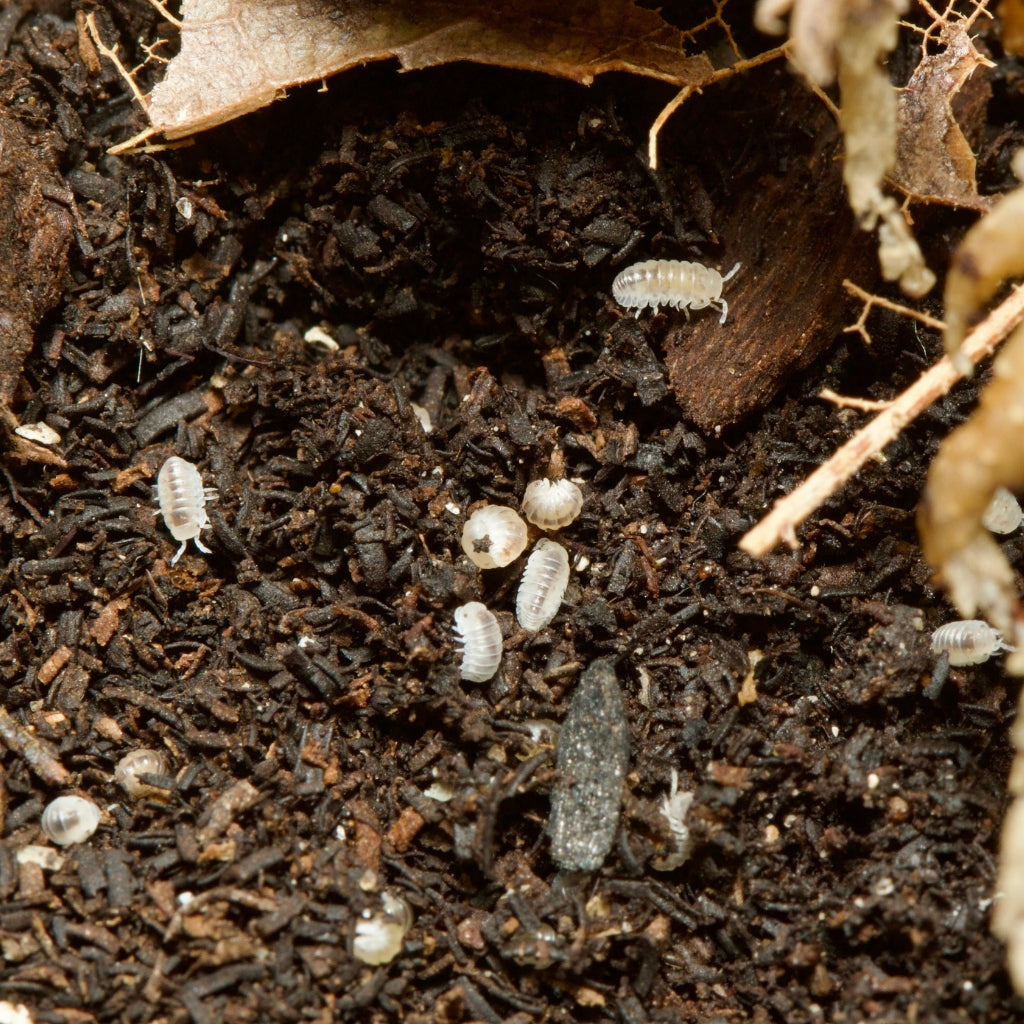 
                  
                    Venezillo Parvus Dalmatian Isopods
                  
                