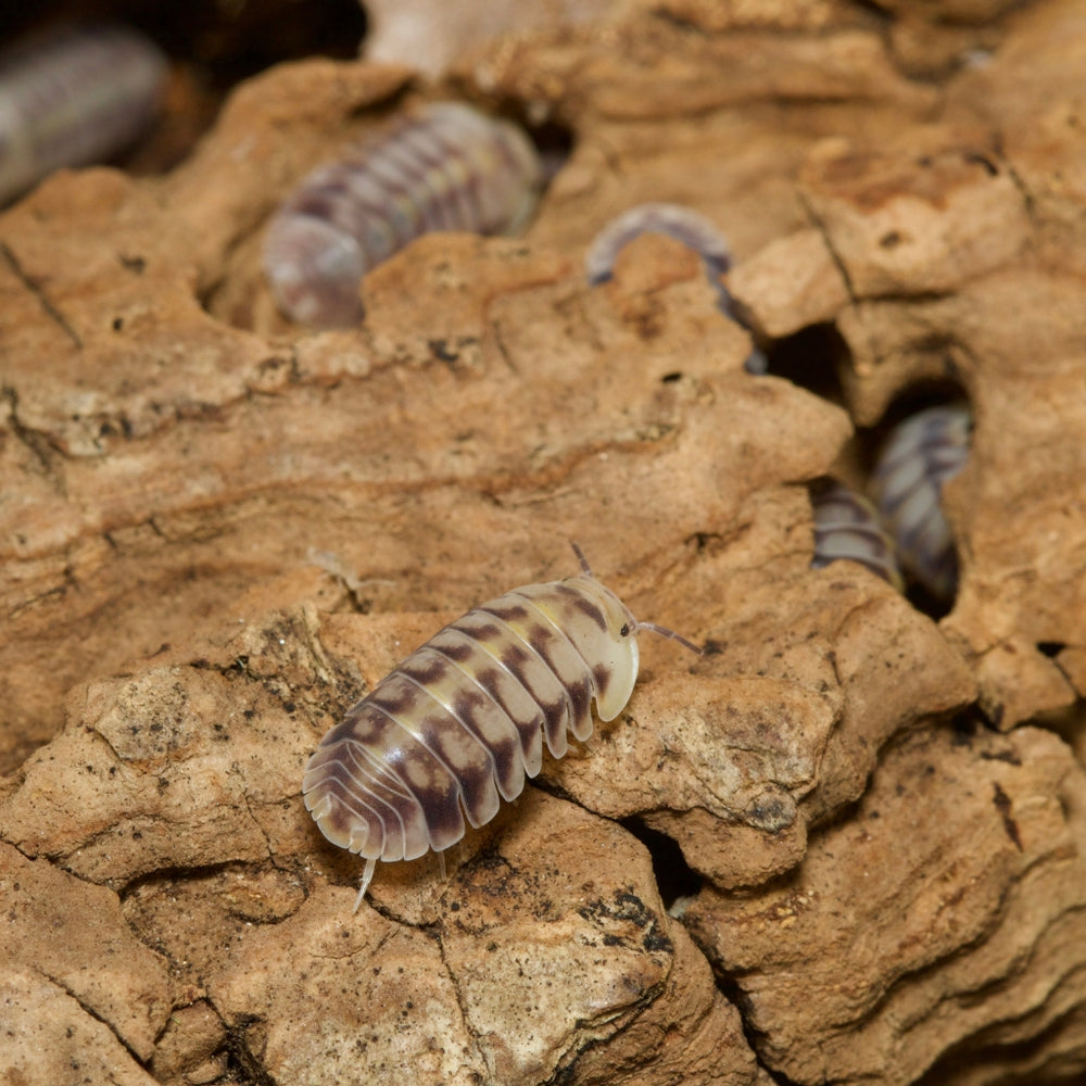 
                  
                    Cubaris Sp Green Laser Isopods
                  
                