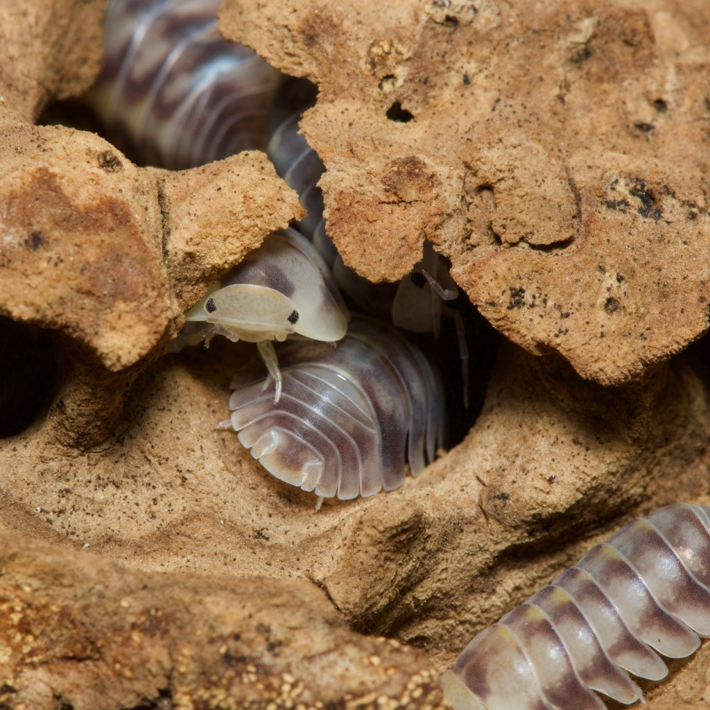 
                  
                    Cubaris Sp Green Laser Isopods
                  
                