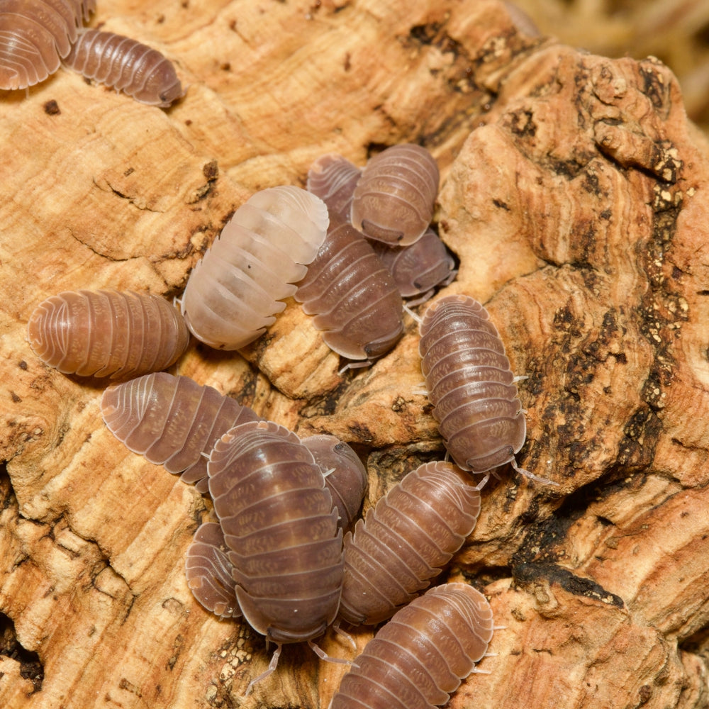 Cubaris Murina Mix Isopods – Isopod Depot