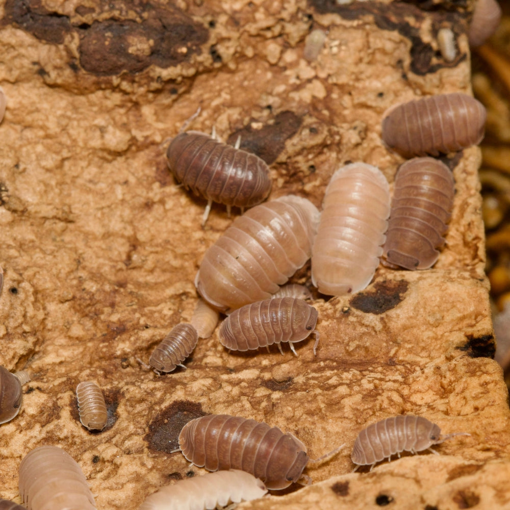 Cubaris Murina Mix Isopods – Isopod Depot