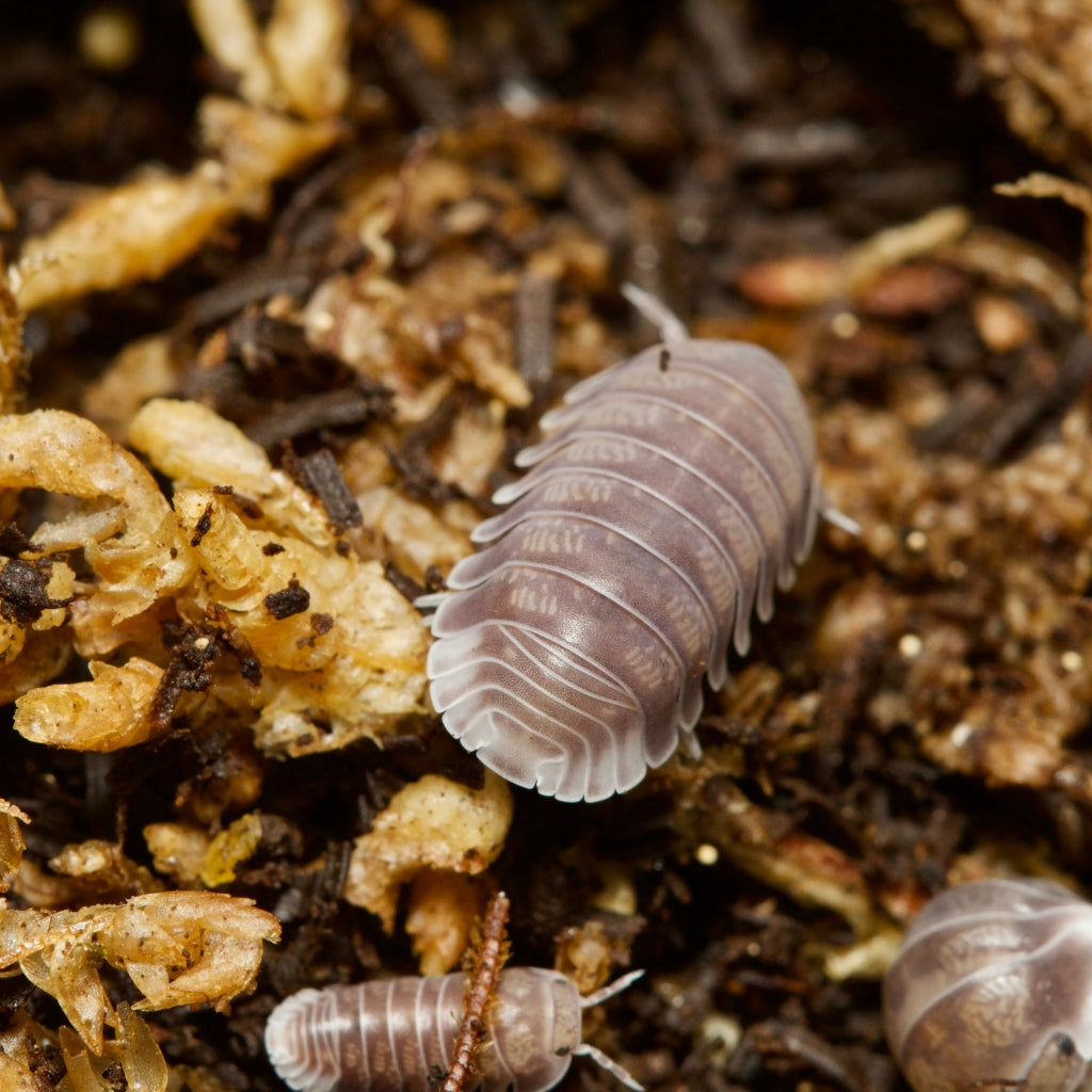 
                  
                    Cubaris Sp Penguin Isopods
                  
                