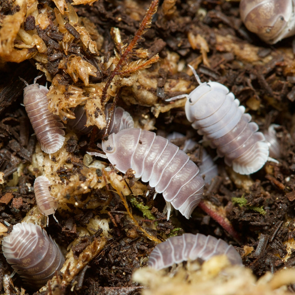 Cubaris Sp Penguin Isopods – Isopod Depot