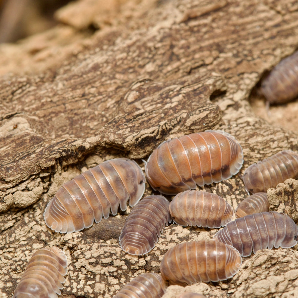 Cubaris Sp. Red Pak Chong Isopods