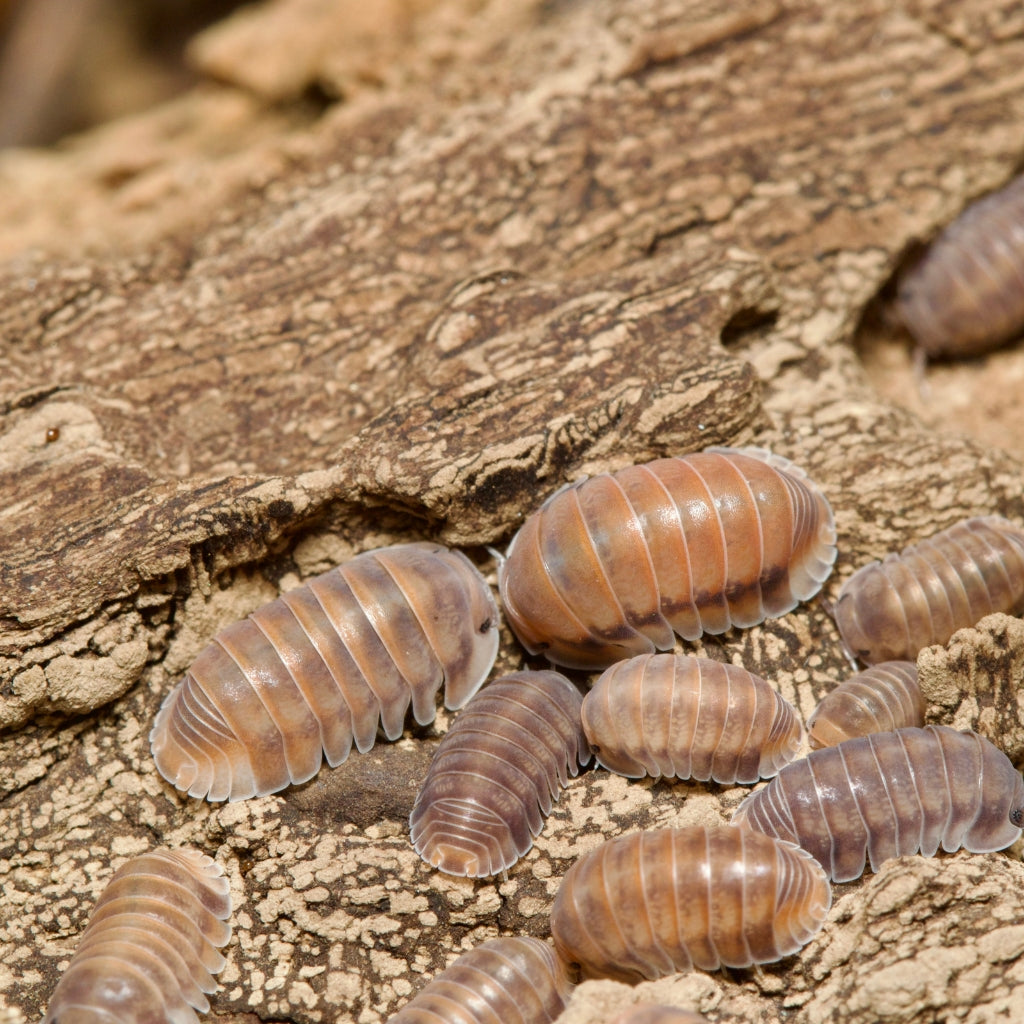 
                  
                    Cubaris Sp. Red Pak Chong Isopods
                  
                