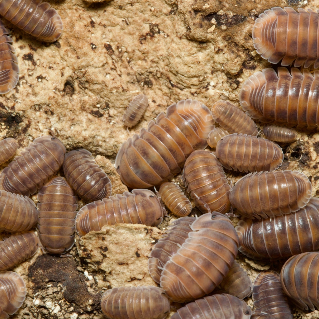 
                  
                    Cubaris Sp. Red Pak Chong Isopods
                  
                