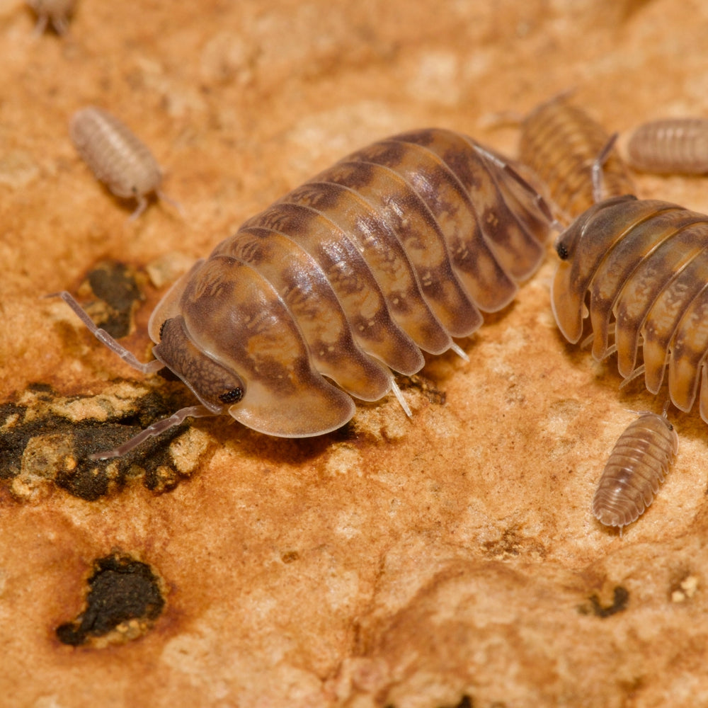 Cubaris Sp Red Tiger Isopods