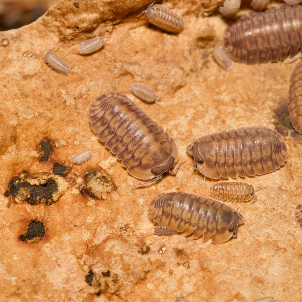 Cubaris Sp Red Tiger Isopods – Isopod Depot