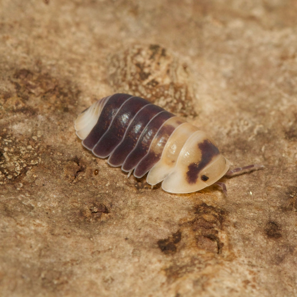 Cubaris Sp Snow Bee Isopods