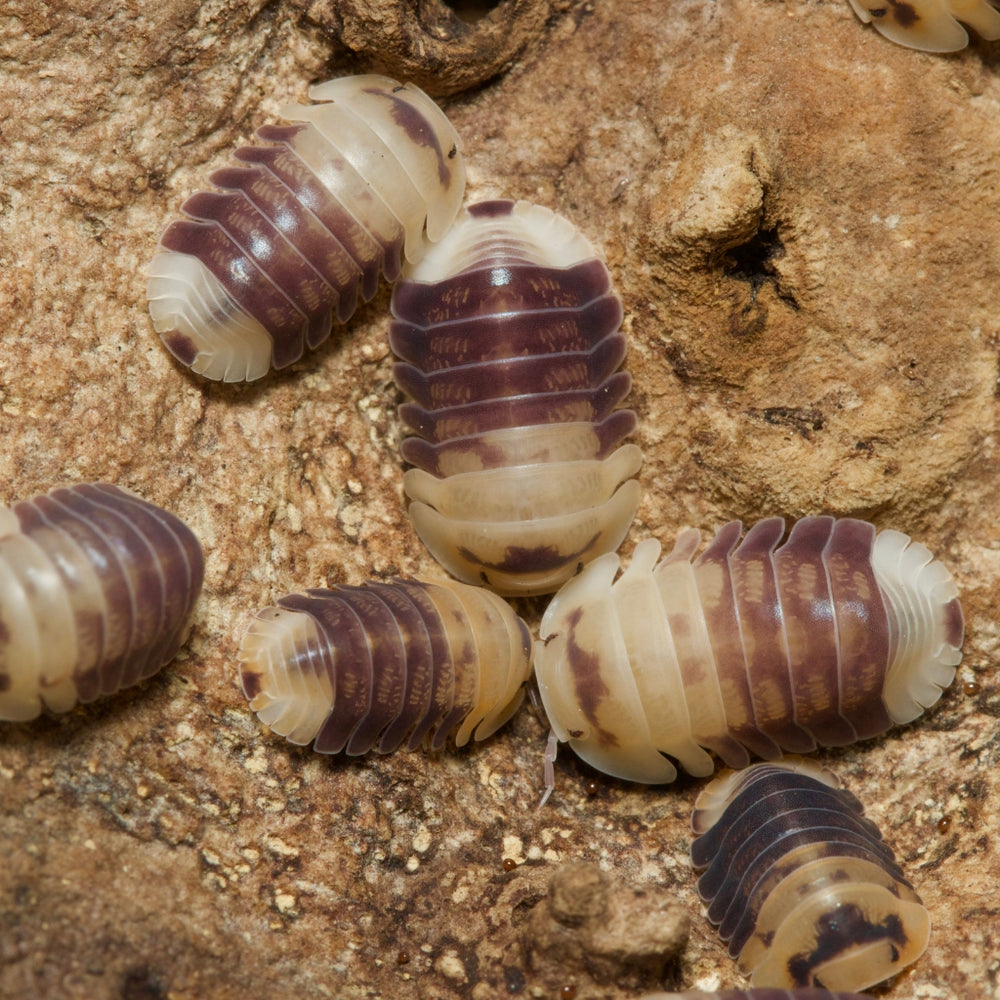 
                  
                    Cubaris Sp Snow Bee Isopods
                  
                