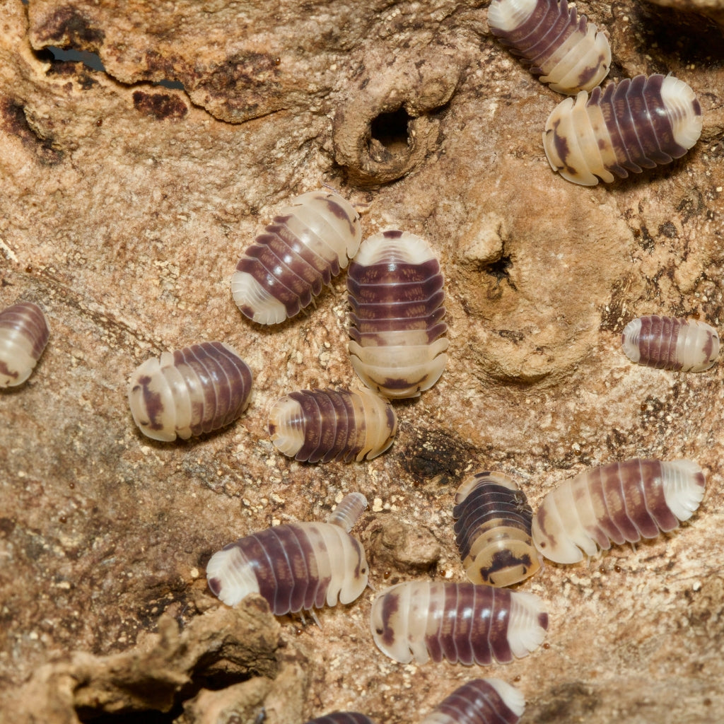 
                  
                    Cubaris Sp Snow Bee Isopods
                  
                