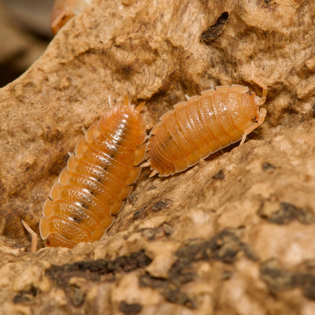 Porcellio Scaber Spanish Orange – Isopod Depot