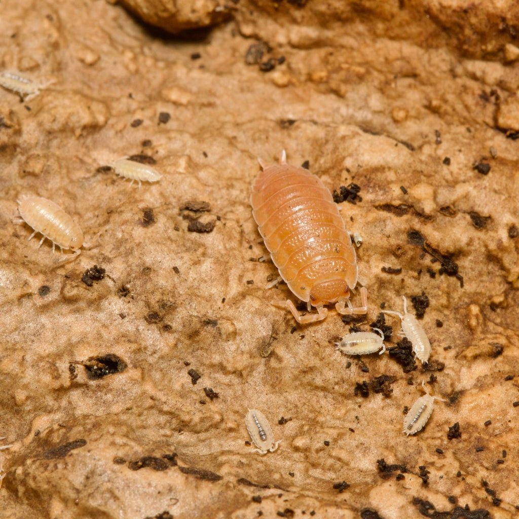 Porcellio Scaber Spanish Orange – Isopod Depot