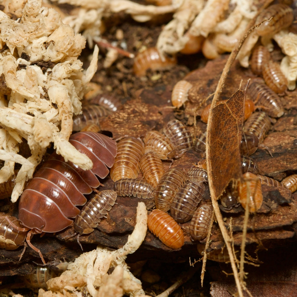 Armadillidium Vulgare St. Lucia Isopods – Isopod Depot