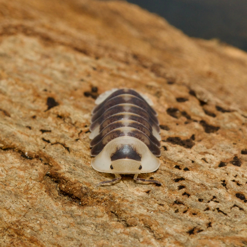 Cubaris Sp White Ducky Isopods