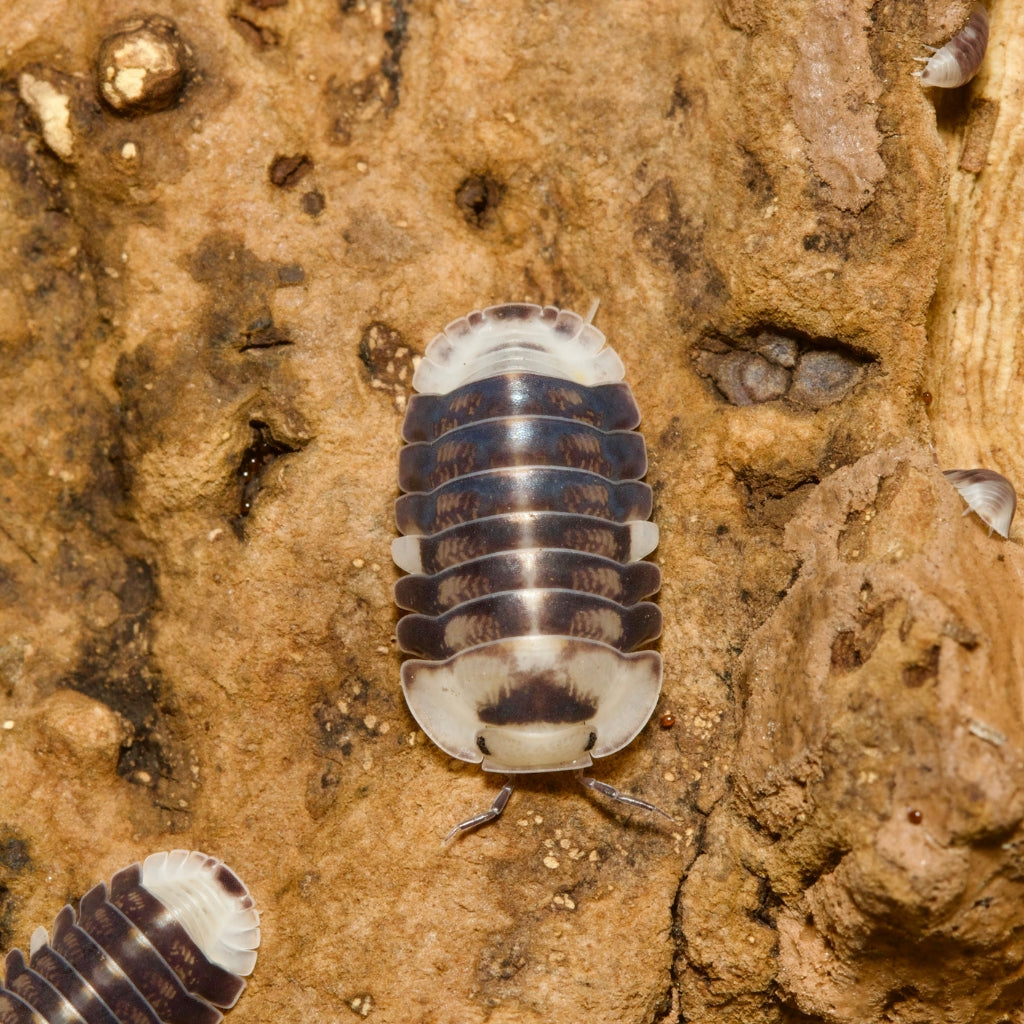 
                  
                    Cubaris Sp White Ducky Isopods
                  
                