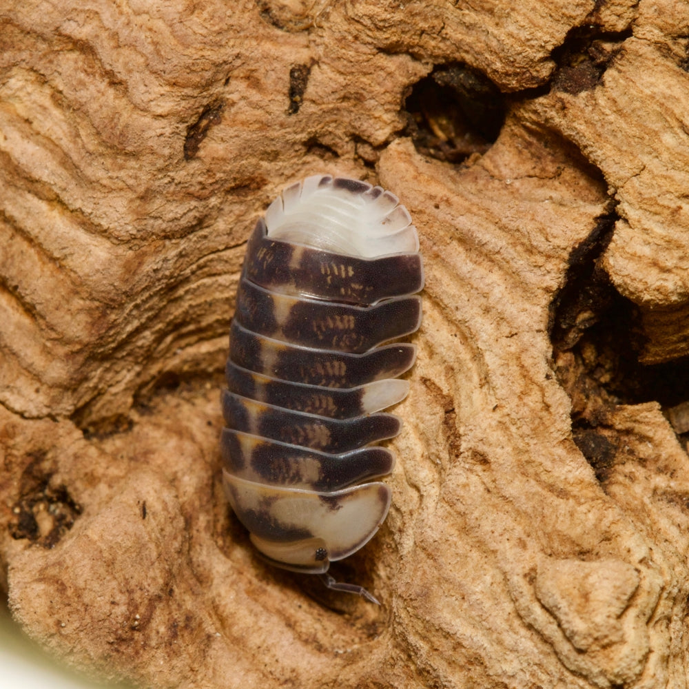 
                  
                    Cubaris Sp White Ducky Isopods
                  
                