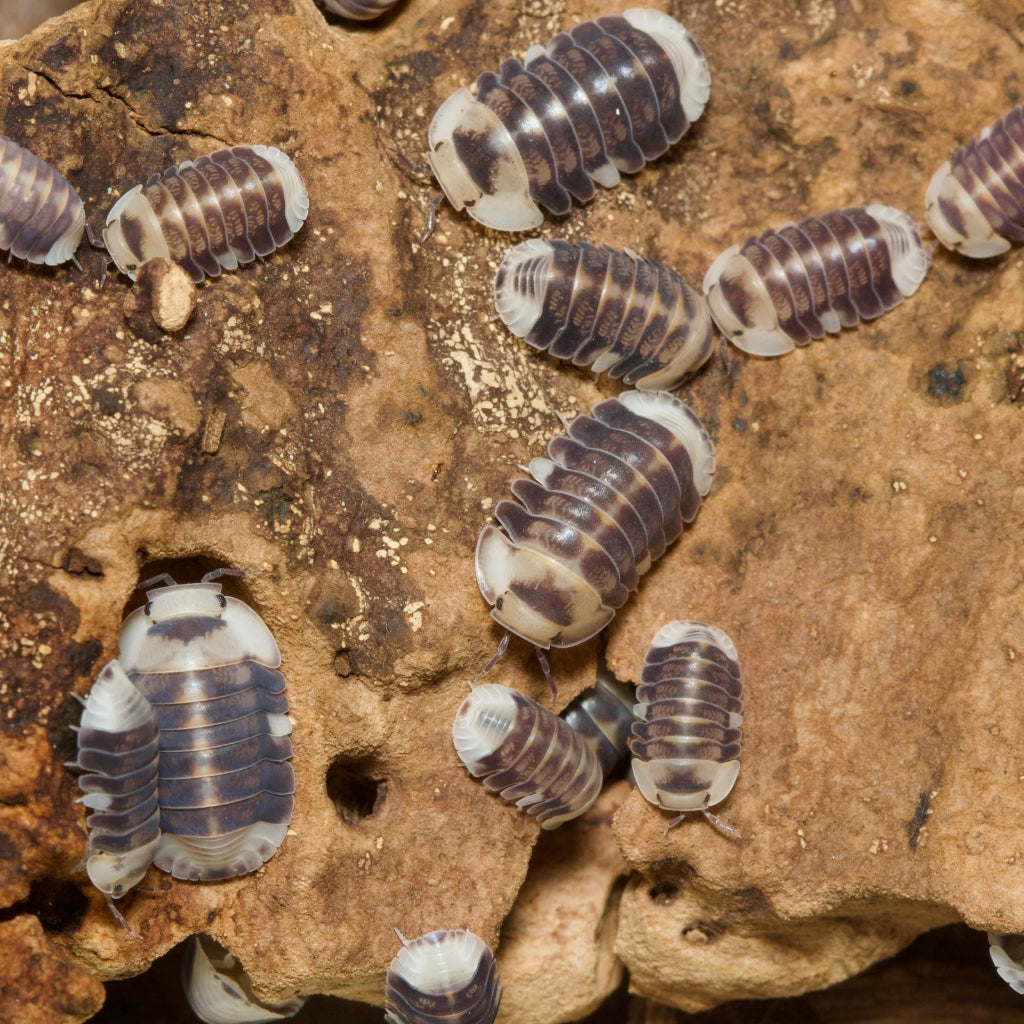 
                  
                    Cubaris Sp White Ducky Isopods
                  
                