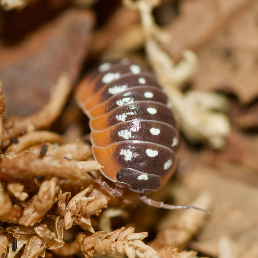 Armadillidium – Isopod Depot