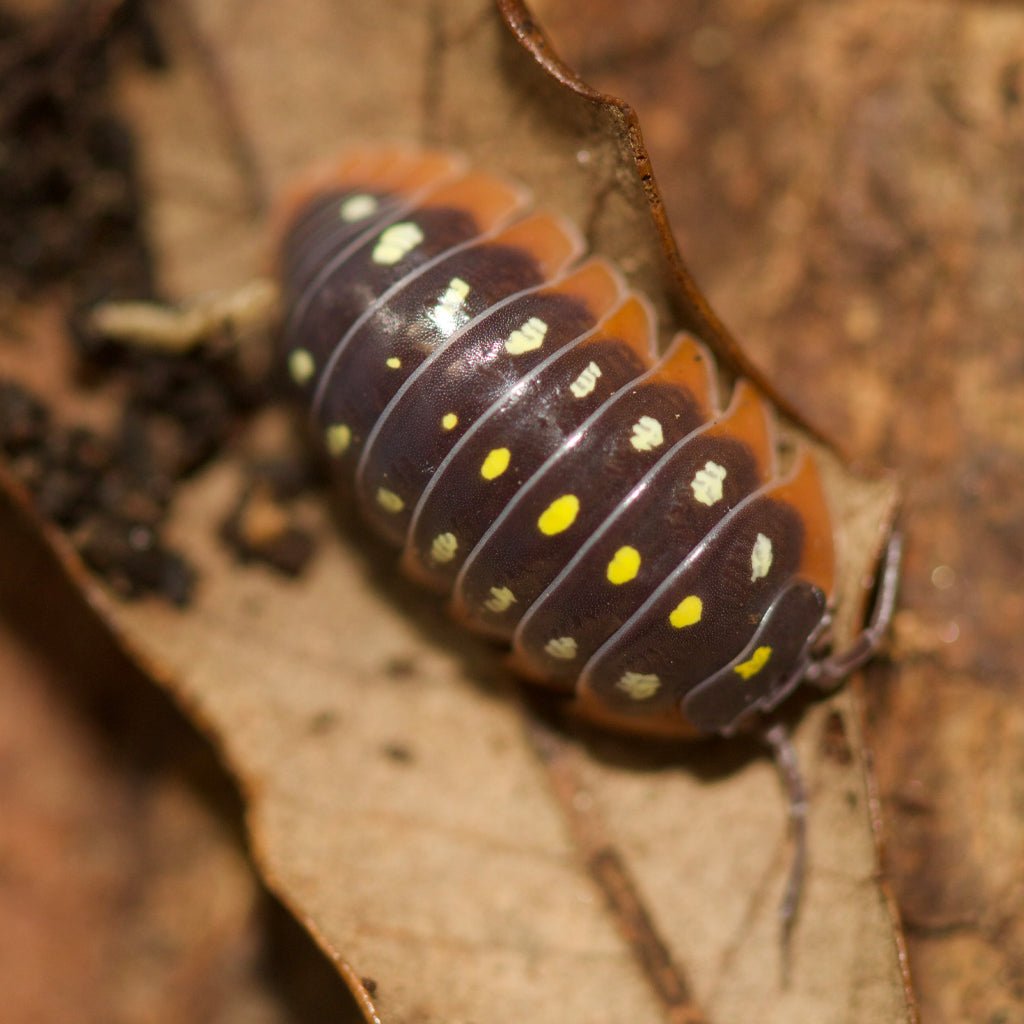 Armadillidium Kluggi Montenegro Clown Isopods – Isopod Depot