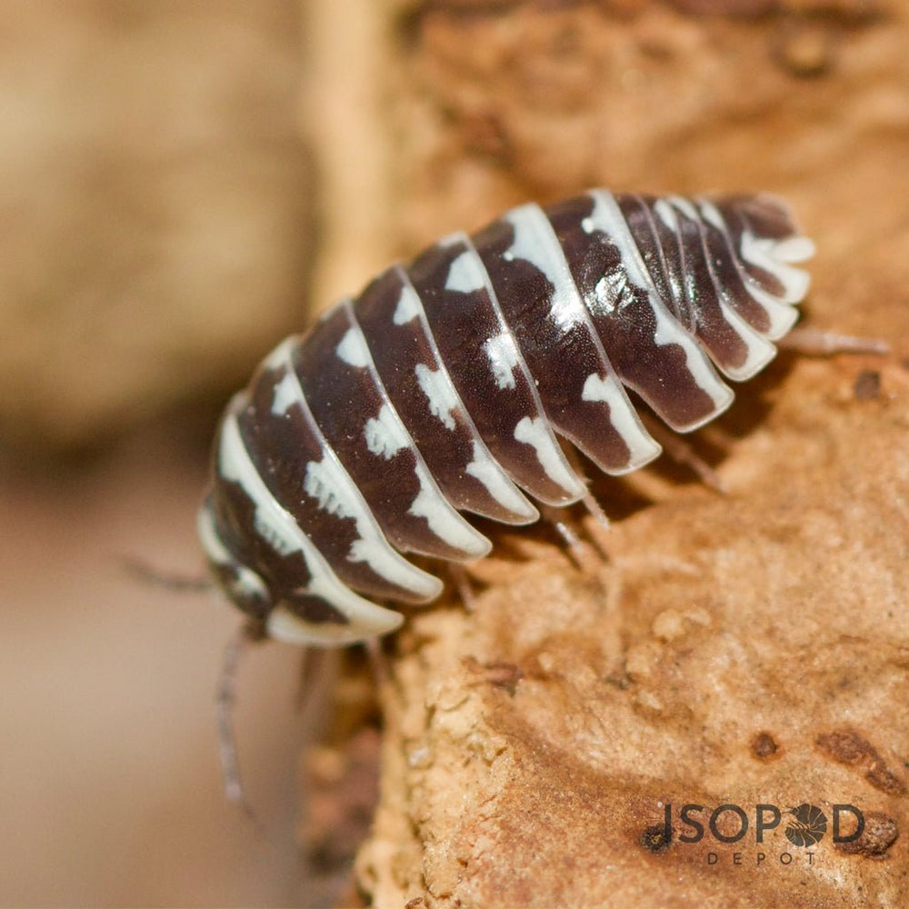 12+ Live Zebra Isopods (Armadillidium Maculatum) - Clean Up Crew For Terrariums