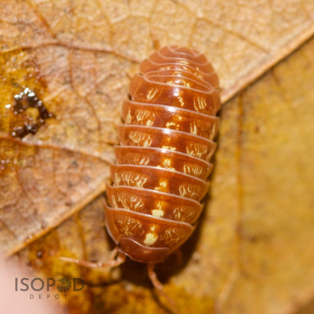 Isopods – Isopod Depot