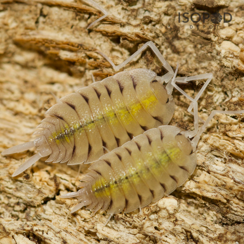 Porcellio Bolivari Isopods