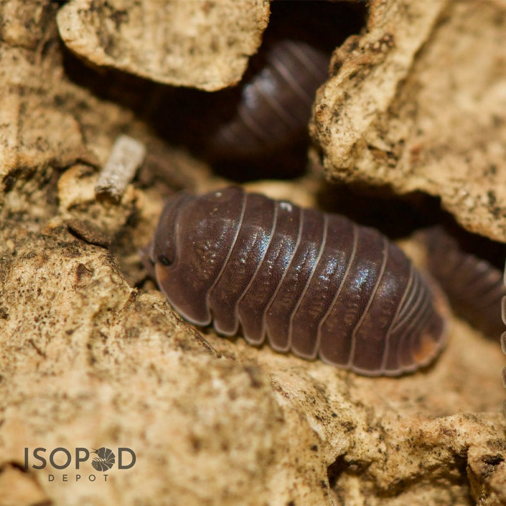 Cubaris Murina Little Sea Isopods – Isopod Depot