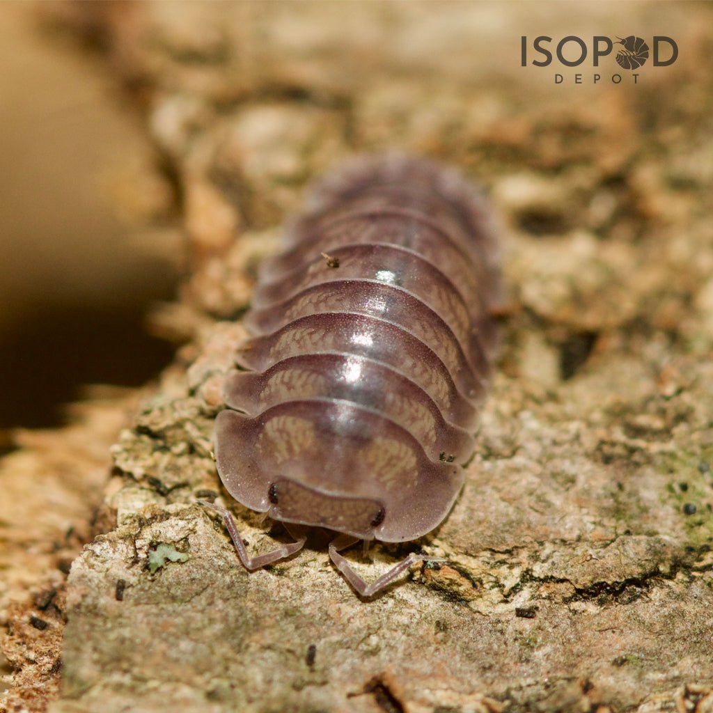 Nesodillo Arcangelii Sp Silver Ghost Isopods – Isopod Depot