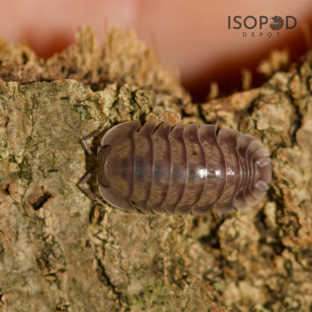 Nesodillo Arcangelii Sp Silver Ghost Isopods – Isopod Depot