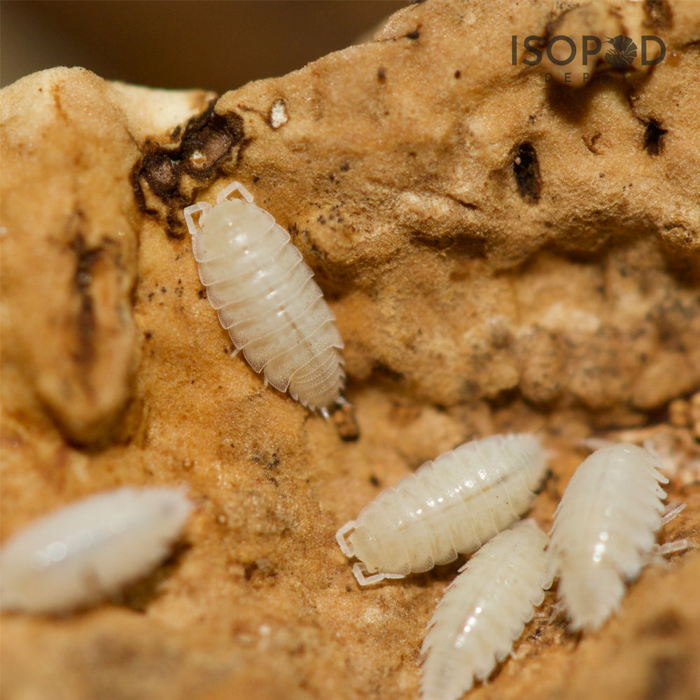 Trichorhina Tomentosa Dwarf White Isopods – Isopod Depot