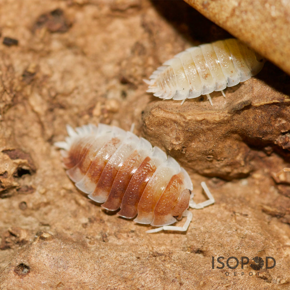 
                  
                    Porcellio Scaber Orange Koi Isopods
                  
                