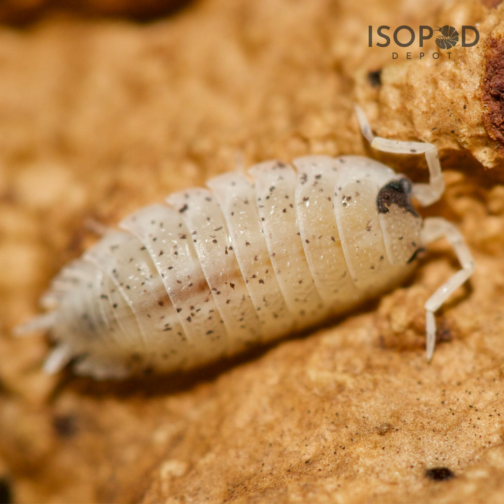 
                  
                    Porcellio Scaber Lottery Ticket Isopods
                  
                