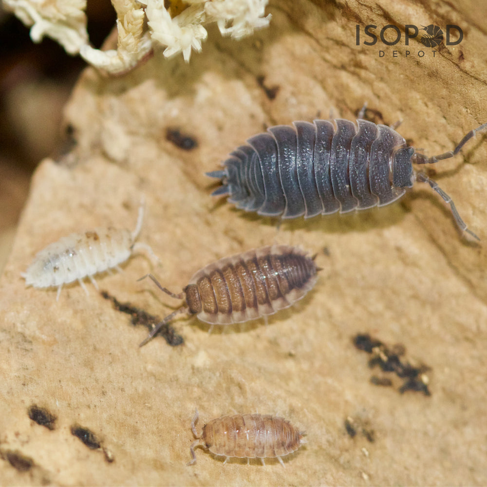 Porcellio Scaber Lottery Ticket Isopods