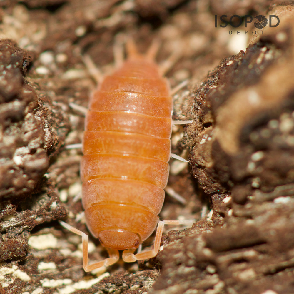 Porcellionides Pruinosus Powder Orange Isopods