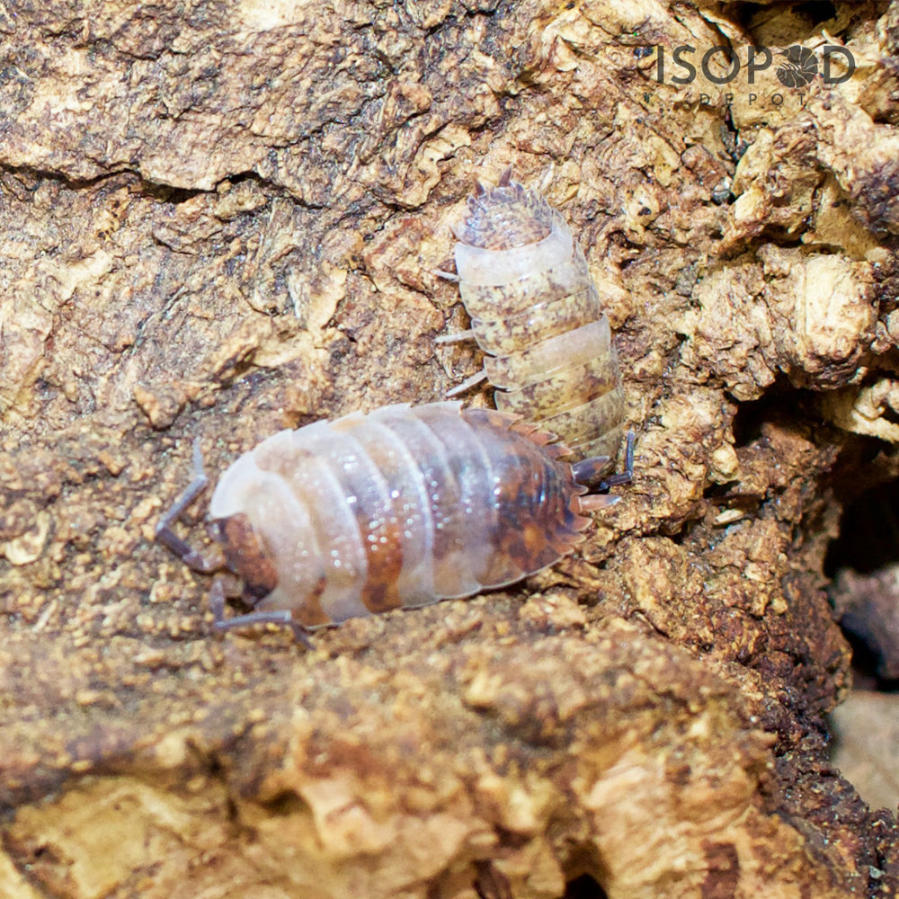 Porcellio Scaber Skewbald Tri Isopods