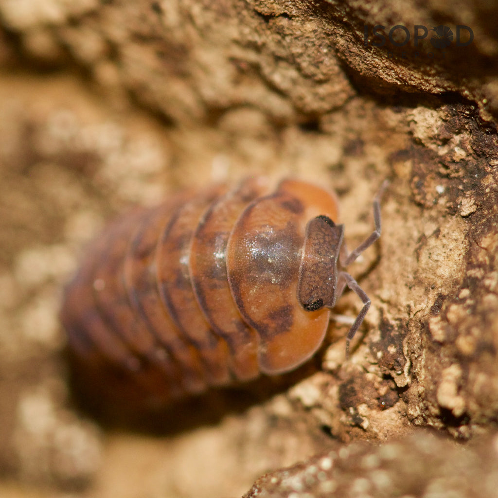 
                  
                    Cubaris Sp. PhiPun Tiger Isopods
                  
                